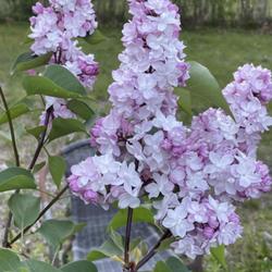 How to Grow and Care for Lilacs
